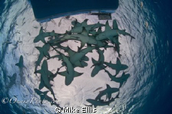 Feeding Lemon sharks keep all but the brave away from the... by Mike Ellis 